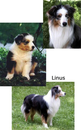 linus1